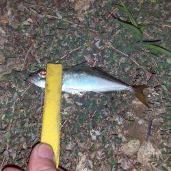 ハゼングからのアジング